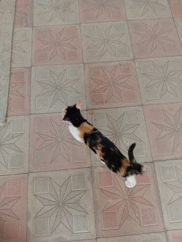 Dişi, Yaxşı əllərə, Ünvandan götürmə lalafo.az -da Dişi, Yaxşı əllərə, Ünvandan götürmə