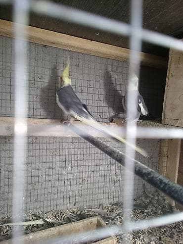 pişik erkek: Korellalar 2 ədəd ərkeydilər tam sağlam cütə hazır barter edilir dişi — 4