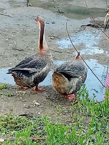 Məhsul: Qaz cütlüyü (Sibiryak/Çin qozboyun tipli) Təsvir: -