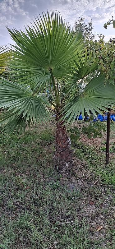 devedabani bitkisi: Washingtonia robusta (Meksika xurma palmisi) – açıq havada əkiləcək — 2