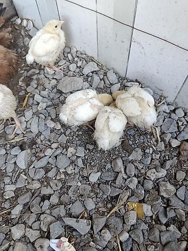 kənd cuceleri: Toyuq cücələri, Damazlıq — 3