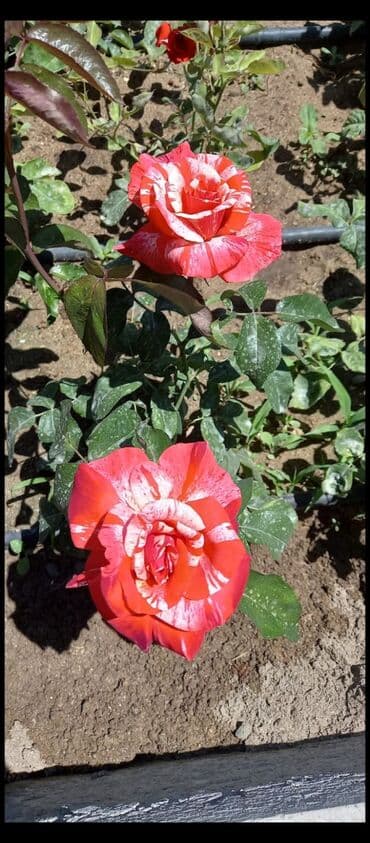 Саженцы деревьев: Məhsul: Gül kolları (gül tingləri) - Növlər və rənglər: - — 9