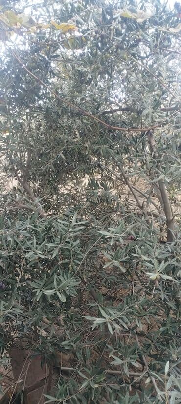 kedr agaci: Zeytun ağacı satılır. - Növ: Masa/yağlıq zeytun. Yarpaqlar — 3