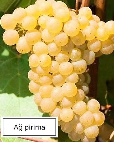 kala bitkisi: Üzüm tingləri satılır 070 2223552 zəng və vatsap. Tinglər dipçəkli və — 7