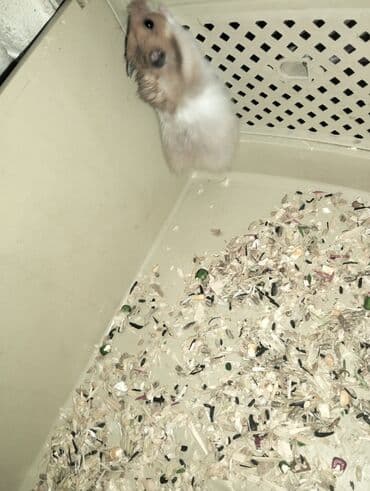 купить хомяка в баку: Hamster (Suriya/long‑haired tipinə bənzər) - Rəng: açıq qəhvəyi–ağ — 4