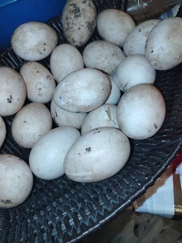 ev saati: Təbii ördək yumurtaları - İri ölçülü, qalın qabıqlı, krem-ağ rəngli — 1