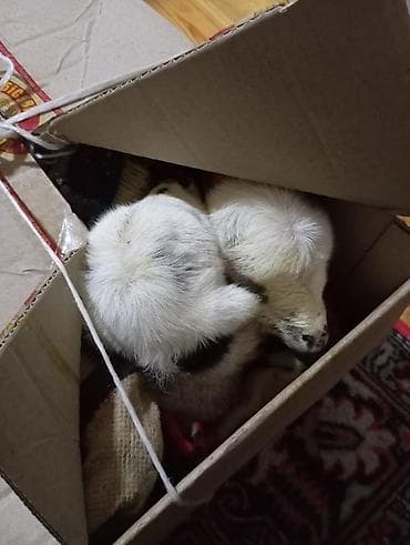 Qoyun balası ekiz satılır • Cins: naməlum (ağ-qara rəngli) • Yaş