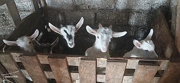 bala keçi: Sanne, heleb,Alpen sortlaridi — 5