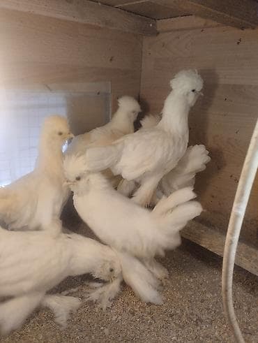 yem satisi: 3 Ayliq sultan cinsli cücələr satılır. 3 Fərə 1 xoruzdur — 5