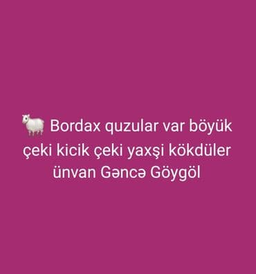 Bordax cins quzular - Böyük çəki və kiçik çəki variantları - Yaxşı