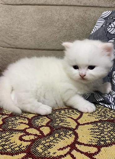 akvarium balıq növləri: Fars, Erkək, Cütləşmə üçün, Pulsuz çatdırılma — 2