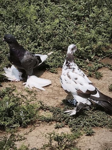 ev heyvanları it: Oynaq quş balasıdı iri lələkli hələ uçmayib — 5