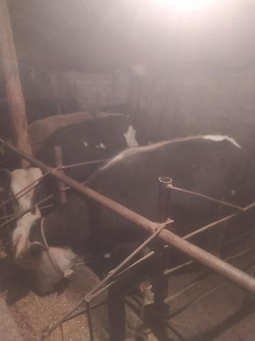 Inəklər, öküzlər