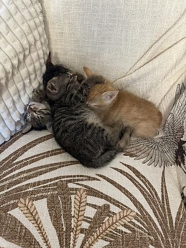 bala pitbul: Tabbi, Yaxşı əllərə — 4