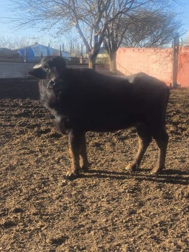 mal qoyun: Erkək, il: 3, 480 kq, Damazlıq, Ödənişli çatdırılma — 1
