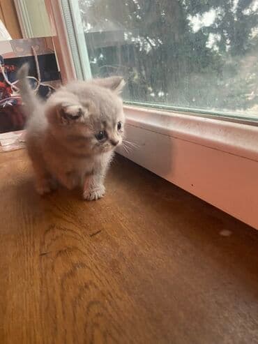 щенок в добрые руки: Şotland, Yaxşı əllərə — 3