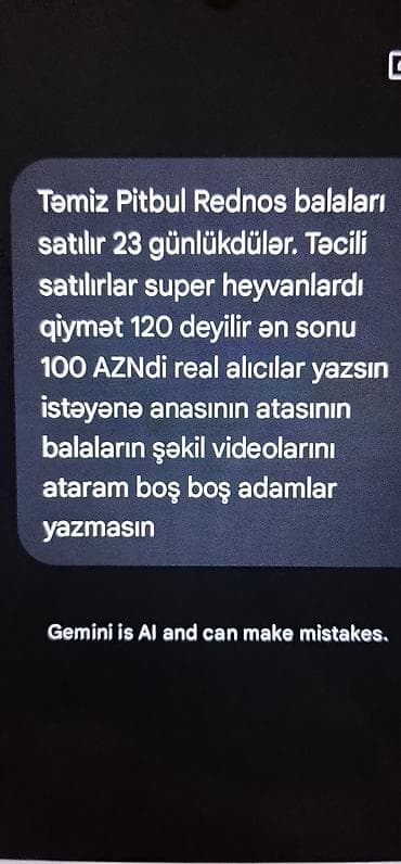 Pitbul, 1 ay, Dişi, Ünvandan götürmə