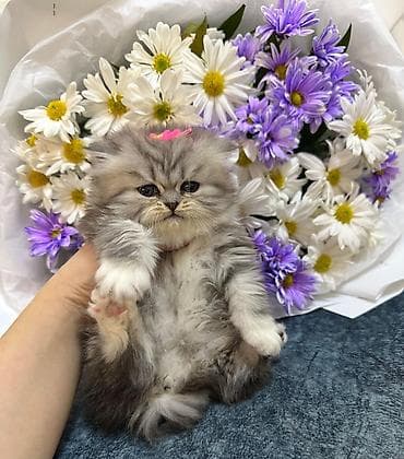 anqora pisik: Gözəl tüklü balaca pişik – boz-gümüş rəngli, ağ xallı, yumşaq və sıx — 4