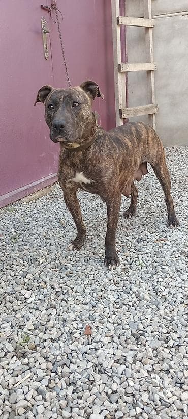 alman itleri: Pitbul, Dişi — 1