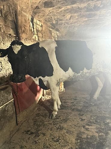 lalafo heyvanlar: Dişi, Holsteyn, Simental, il: 4, 900 kq, Südlük, Ünvandan götürmə — 2