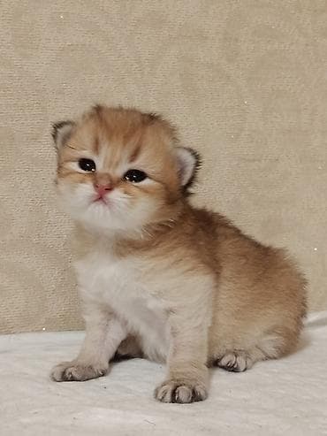 Britan, Erkək, Yaxşı əllərə