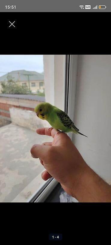 hinduşka satışı: Papuqay oz qusumun balalaridi satiram 1 ededi 15 azb — 2