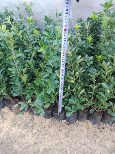 devedabani bitkisi: Məhsul: Hərtərəfli dekorativ həmişəyaşıl kollar – Euonymus (spindle) — 1