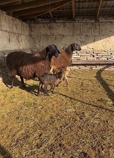 at balaları: Saxlama üçün damda bəslənən, yerli ətlik istiqamətli qoyunlar – — 2