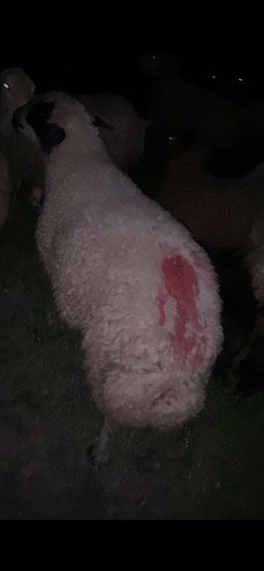 heyvan satisi tap az: 1 yaşinda qoş balbas sortu qaragöz heyvan surmeyine soz ola bilmez — 1