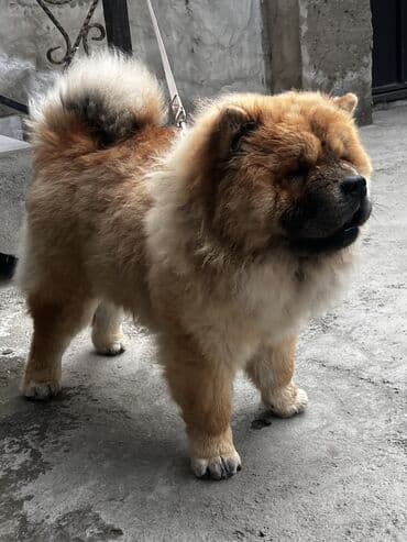 labrador retriever satilir: Çau-Çau, 7 ay, Erkek, Sənədli — 9