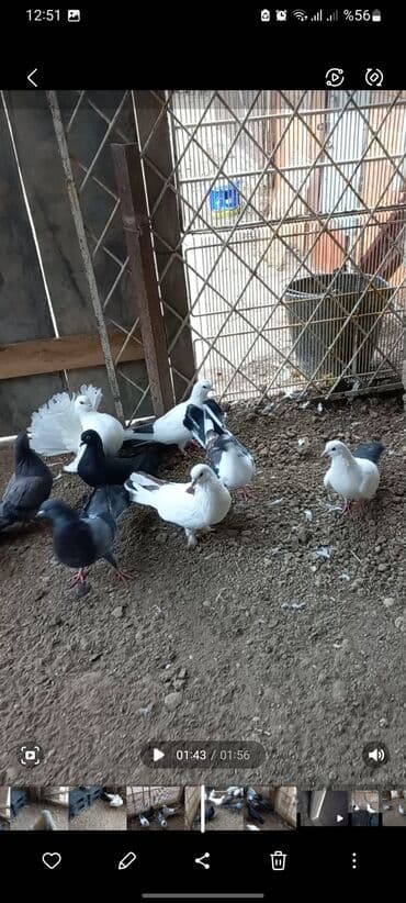 Göyərçinlər: Ev göyərçinləri – bir qrup müxtəlif cinslər: - Qartopu kimi ağ — 2