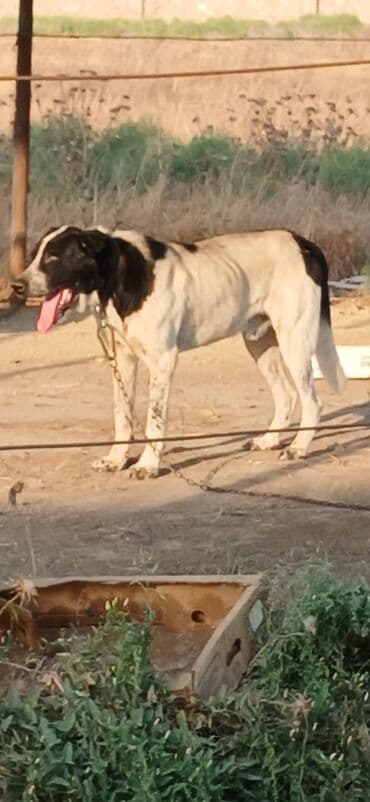 Qurdbasar, 2 il, Erkek, Peyvəndli, Ödənişli çatdırılma