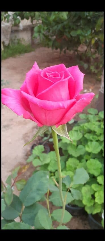 Саженцы деревьев: Məhsul: Gül kolları (gül tingləri) - Növlər və rənglər: - — 5