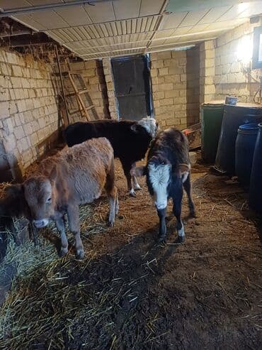 Информатика: Satışda – buzovlar - Növ: yerli ətlik istiqamətli buzovlar - Say: 3 — 3