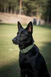 kangal it: Alman çoban iti, 9 ay, Dişi, Peyvəndli, Ödənişli çatdırılma — 6