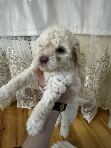 satliq ov itleri berde: Pudel, 1 ay, Dişi, Ödənişli çatdırılma — 1