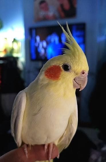 Nimfa (cockatiel) – sarı rəngli, yanaqlarında narıncı ləkələri olan