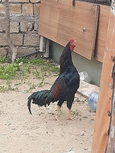 Heyvan bilgehdedi yaxwi tapiy vurmagi var