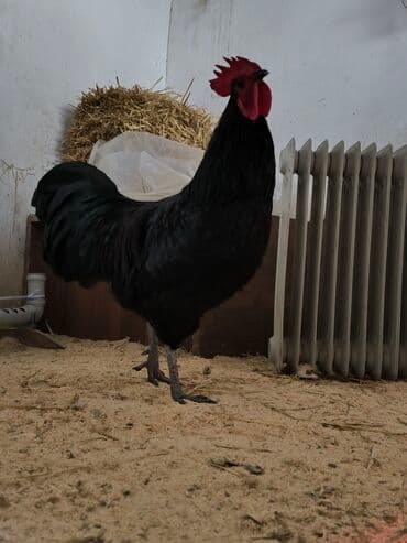 cuce ve xoruz temsil: 🐓 Cavan əsl damazlıq çox aktiv avstrolorp xoruz satıram tam sağlam iri — 2