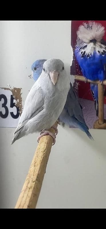 Noyabrik (Pacific Parrotlet) – nadir rəng mutasiyaları - Rəng: açıq