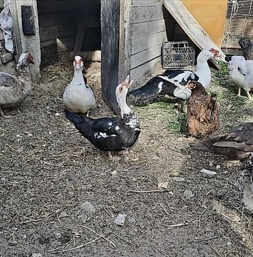 Heyvanlar: Barter var. ünvan şüvəlan — 3