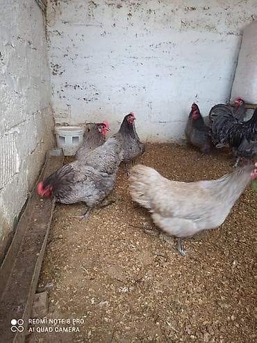 balonka it satilir: Toyuq, Australorp, Damazlıq, Ünvandan götürmə, Ödənişli çatdırılma — 2