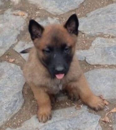 itlər balaca: Belçika çoban iti, 2 ay, Erkek — 1