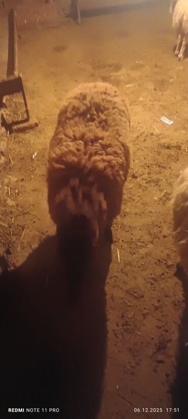 Аквариумы: Qoyun sürüsü – ətlik və damazlıq üçün - Növ: yerli qarışıq cinslər — 2