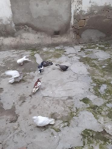 heşterxan quşu: 7dene gusdur biri 3 azn cilde var — 6