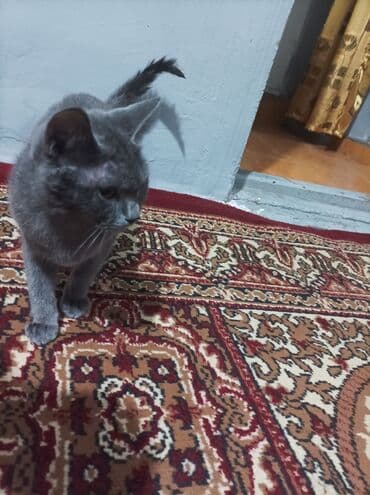 русская голубая кошка цена: Rus mavi, Yaxşı əllərə — 6