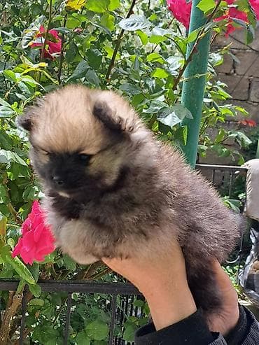 alman spitz: Şpitz, 2 ay, Dişi — 2