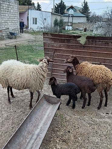 Qazlar: Salam 2 dene Ana baladi. Qirmizi qoyun 1 ci qarnidi disi balaynan .Ag — 8