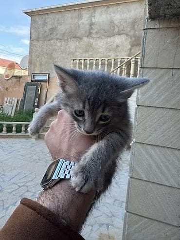 pisik balasi satisi: Yaxşı əllərə — 2