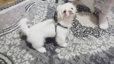 İtlər: Pekines, 4 ay, Erkek, Peyvəndli, Pulsuz çatdırılma — 2